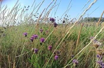 Terepgyakorlat a Duna–Tisza közi homokhátságon